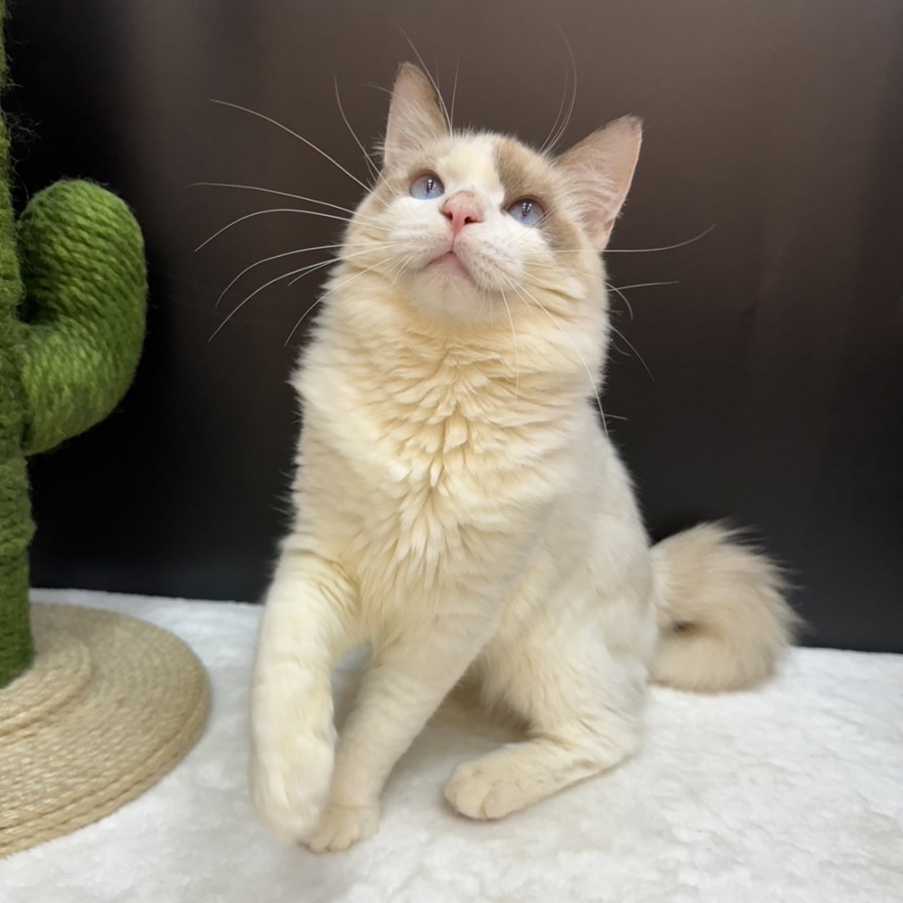 【已售出】布偶-雙色