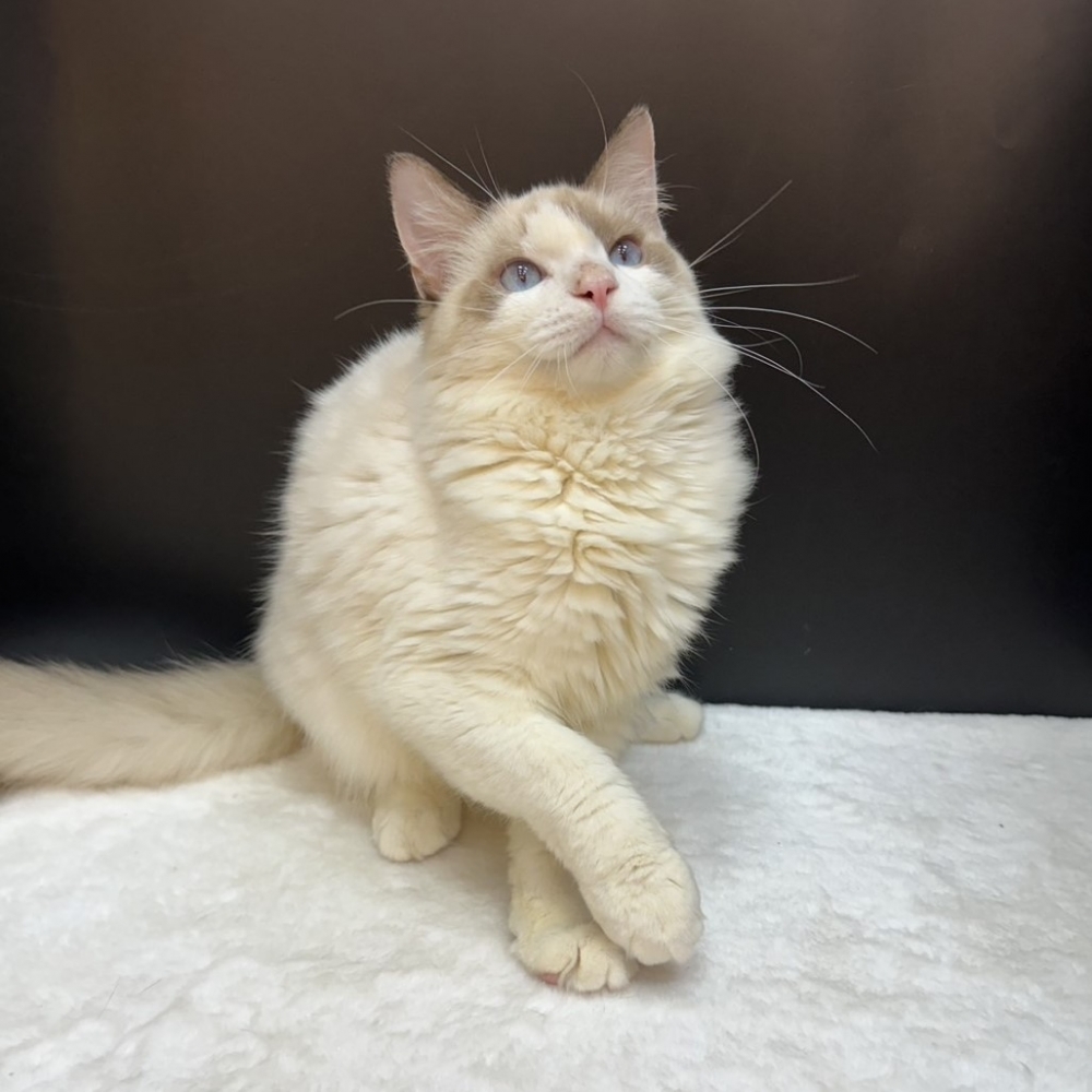 【已售出】布偶-雙色