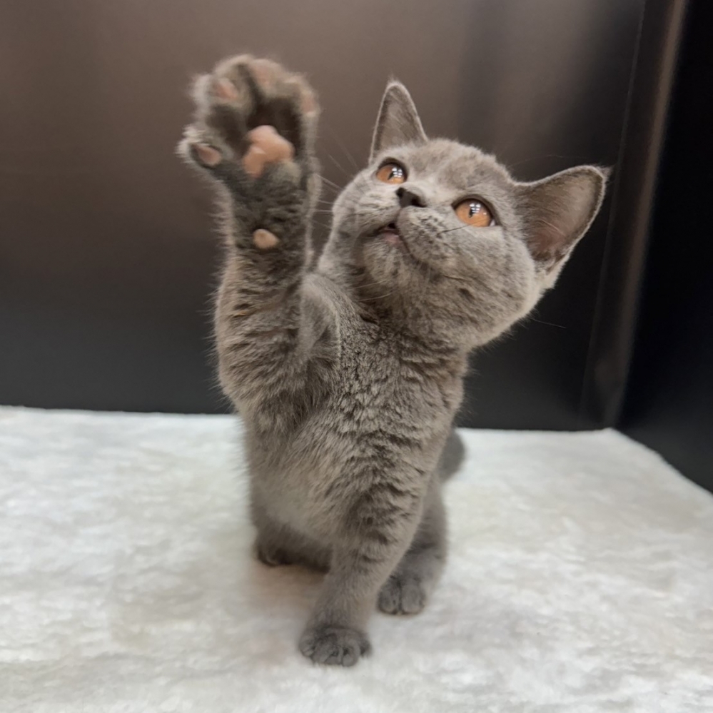 【已售出】曼赤肯-藍色