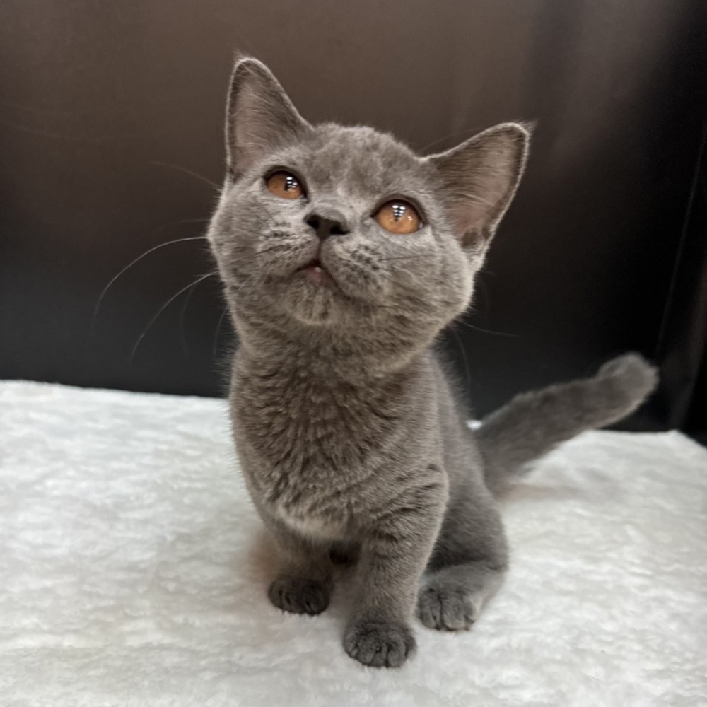 【已售出】曼赤肯-藍色