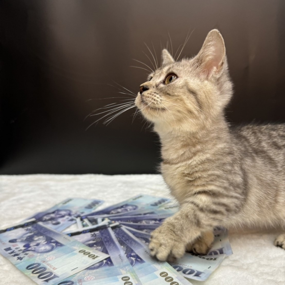 【已售出】曼赤肯-美短紋