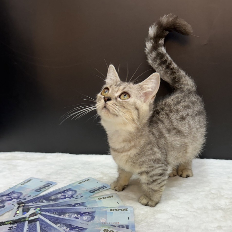 【已售出】曼赤肯-美短紋