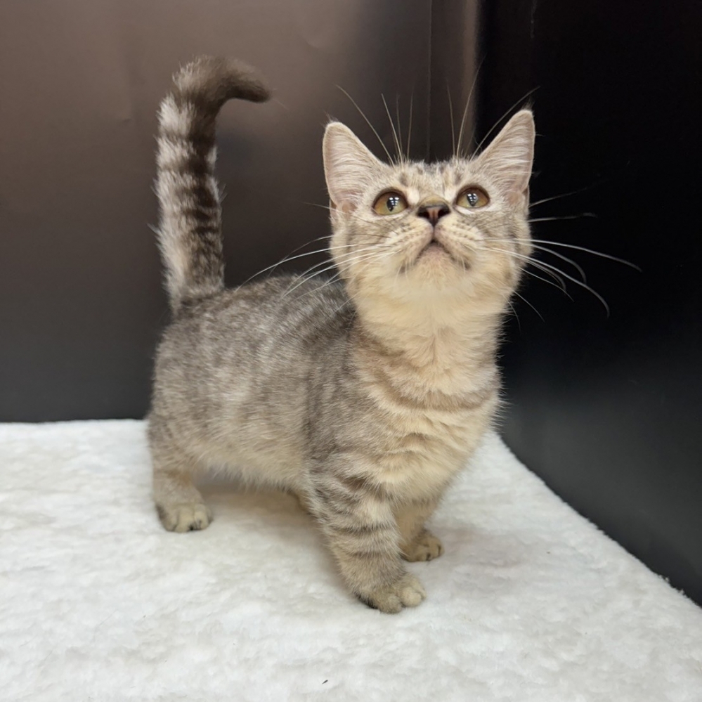 【已售出】曼赤肯-美短紋