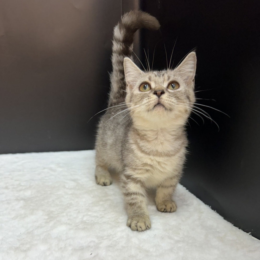 【已售出】曼赤肯-美短紋