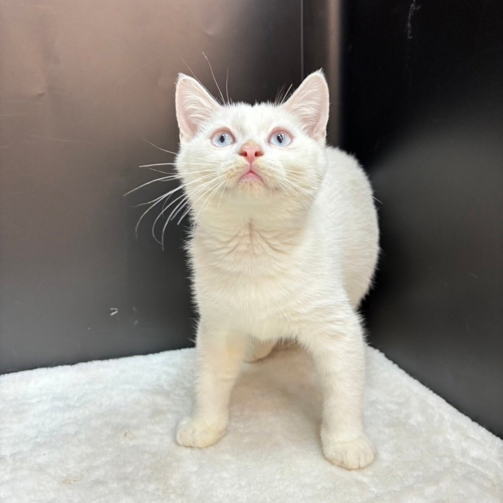 【已售出】英短-白