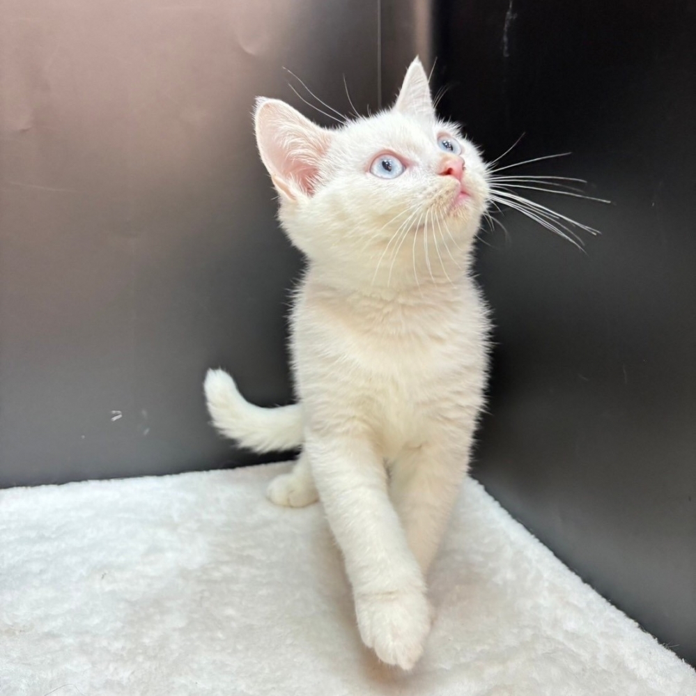 【已售出】英短-白