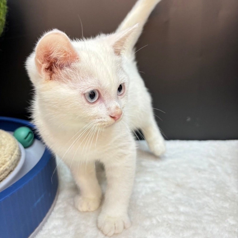 【已售出】英短-白