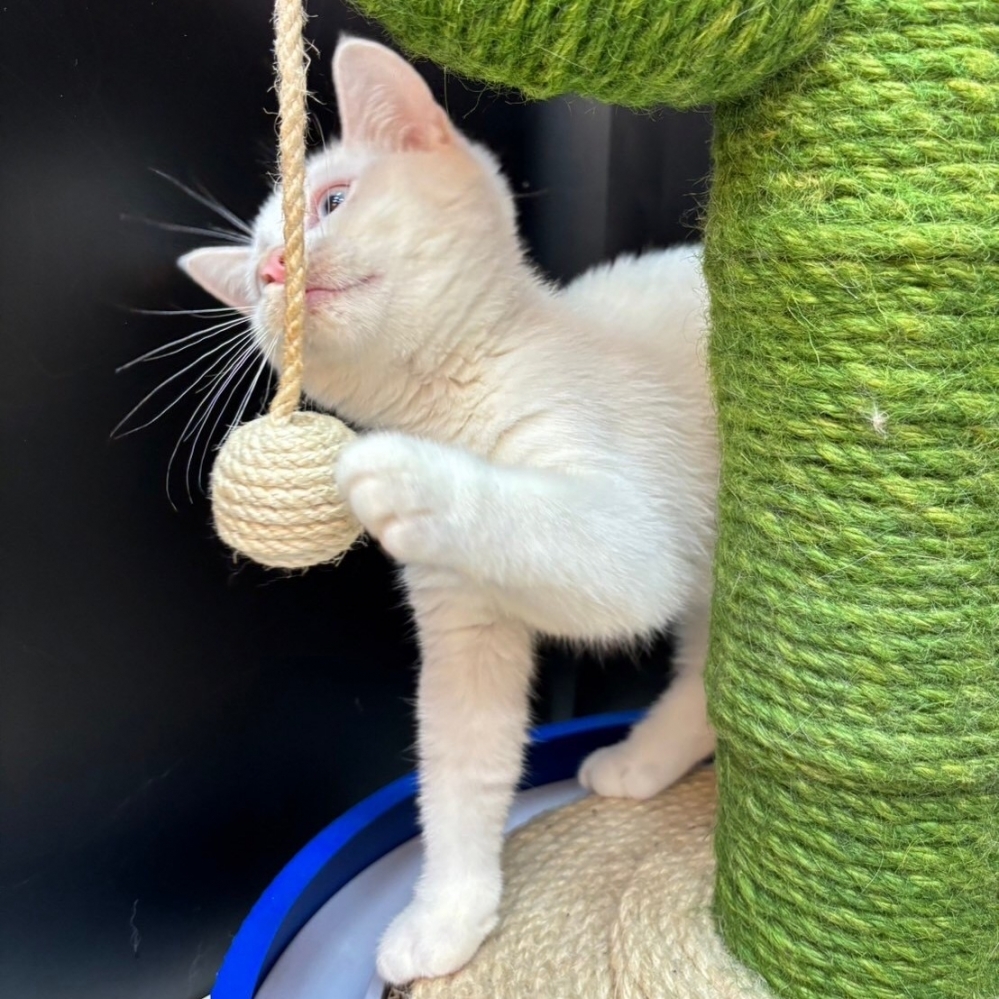 【已售出】英短-白