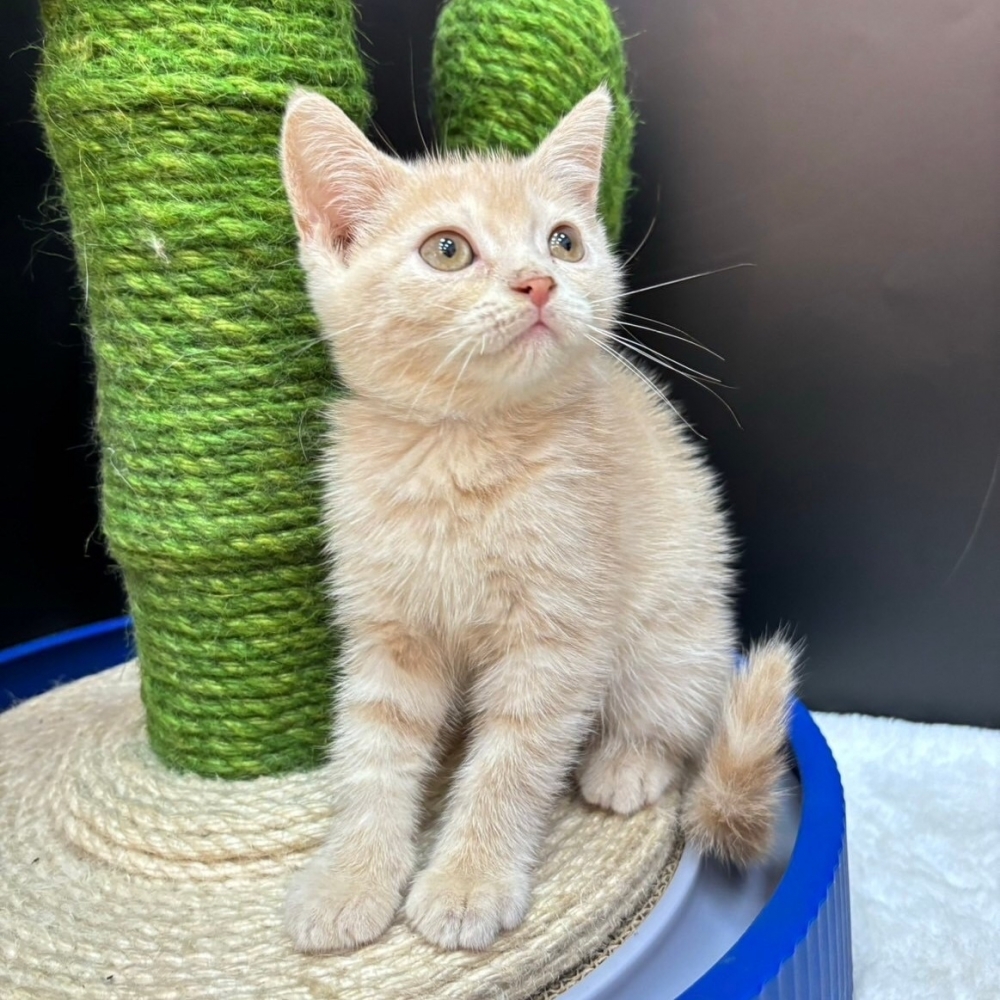 【已售出】英短-奶油