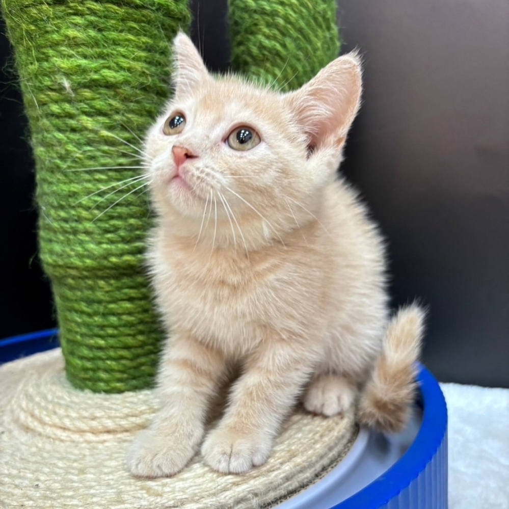 【已售出】英短-奶油