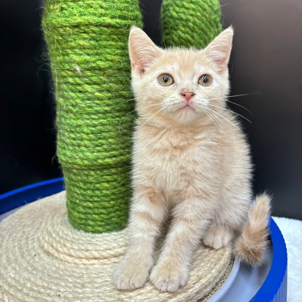 【已售出】英短-奶油