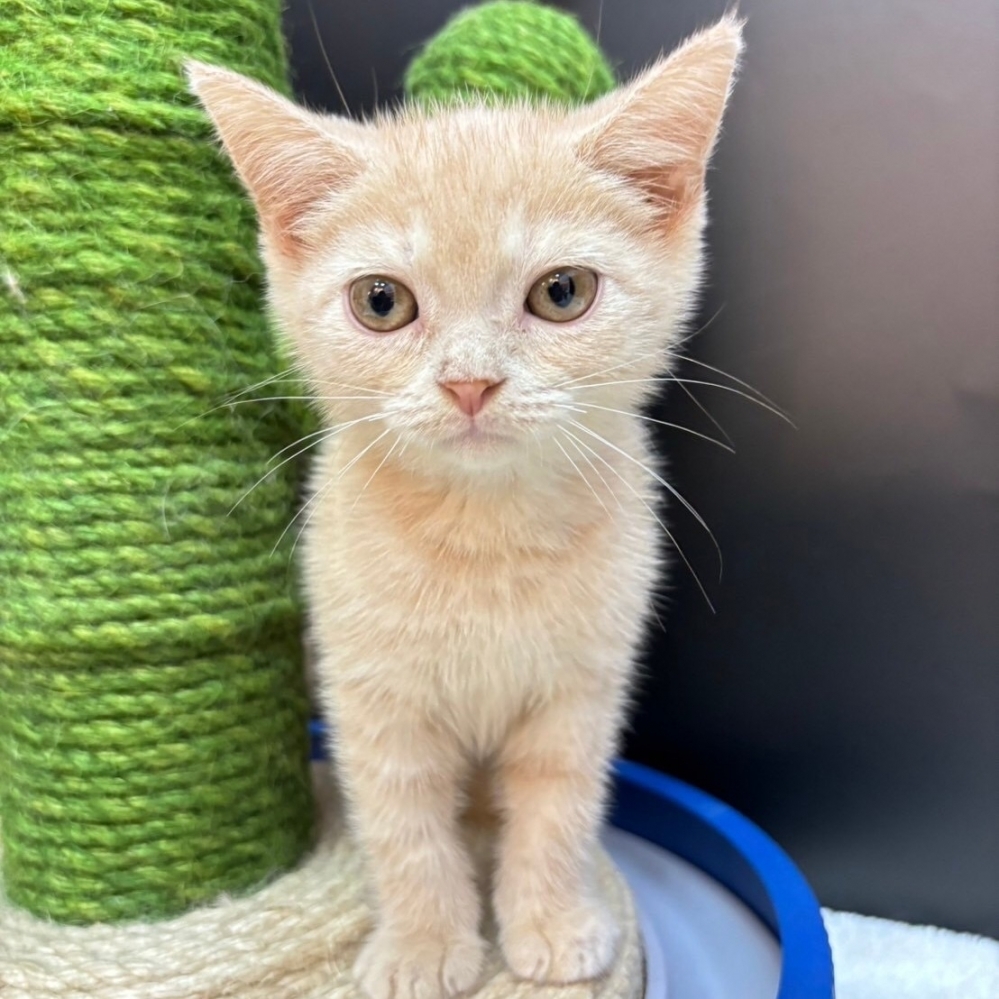 【已售出】英短-奶油