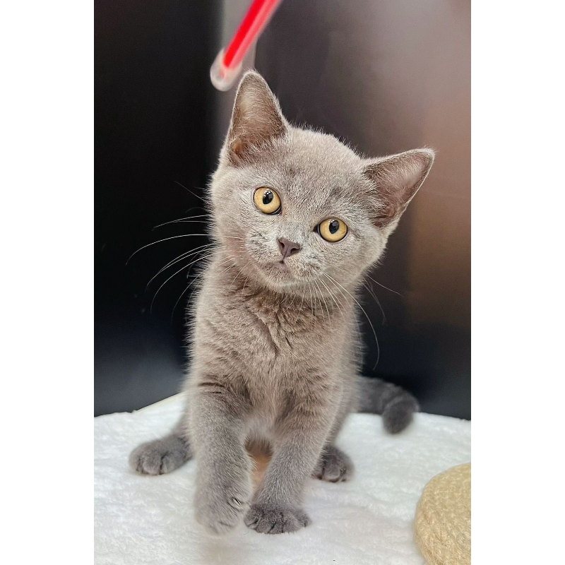 【已售出】英短-藍色