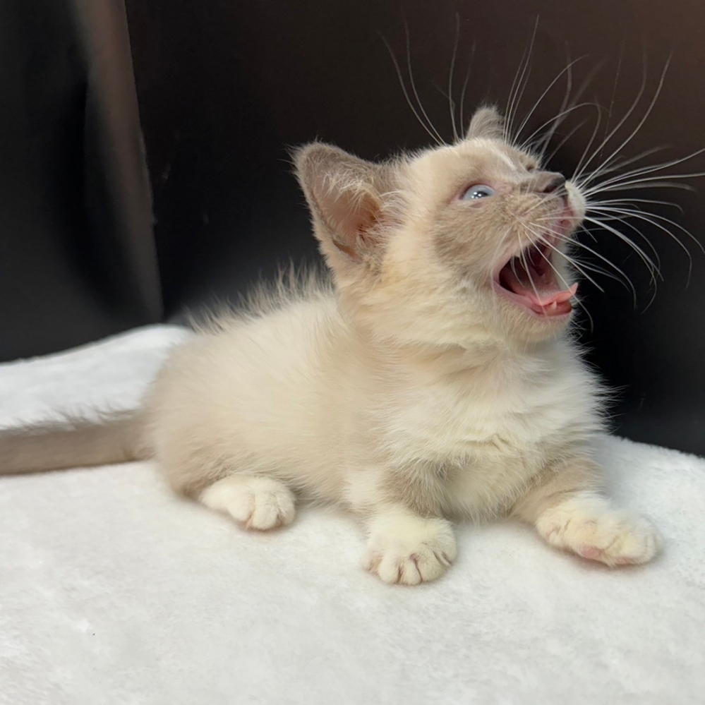 【已售出】曼赤肯-重點色