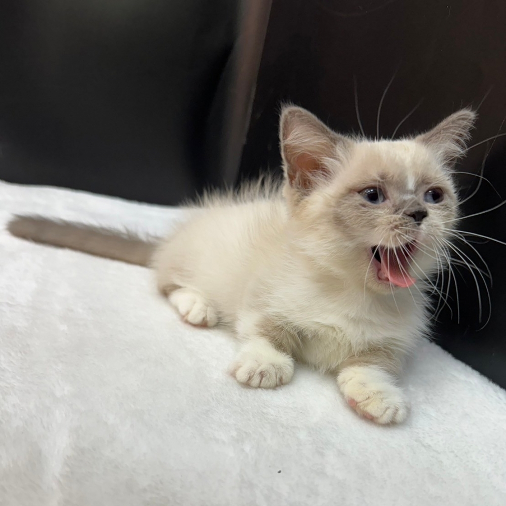 【已售出】曼赤肯-重點色