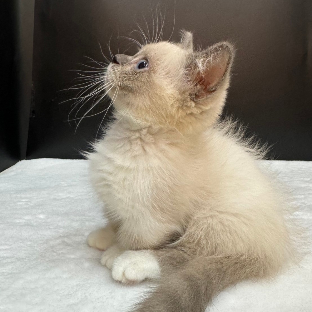 【已售出】曼赤肯-重點色