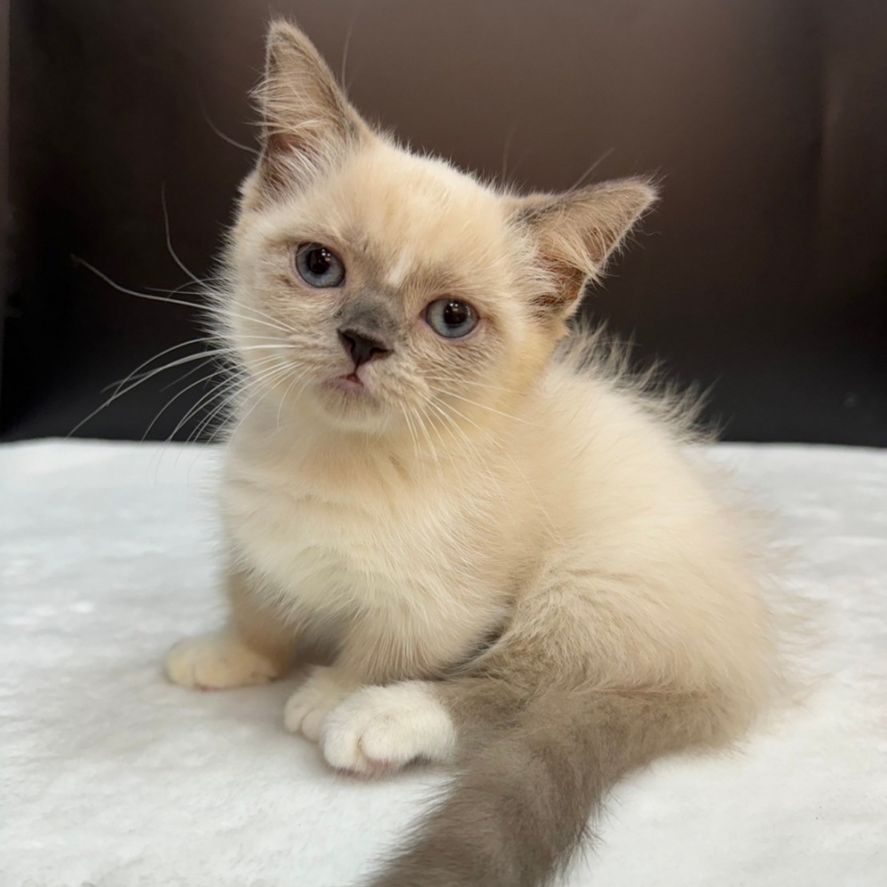 【已售出】曼赤肯-重點色