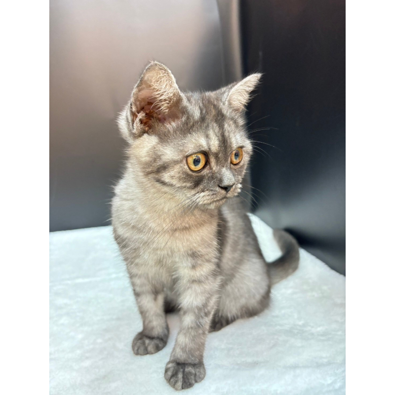 【已售出】英短