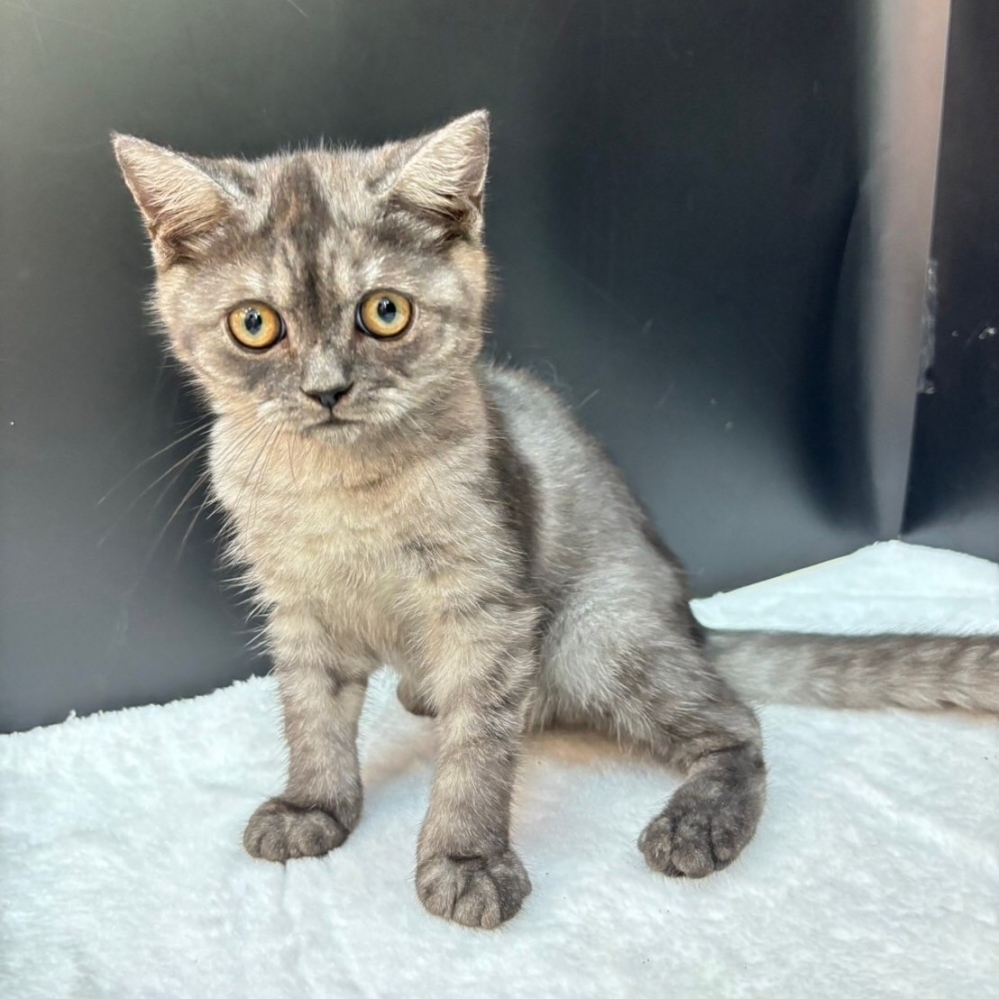 【已售出】英短