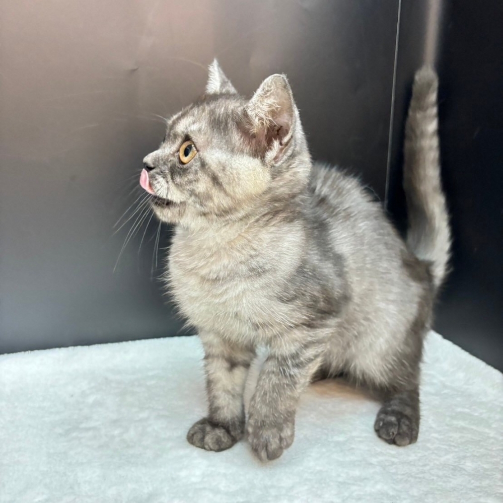 【已售出】英短