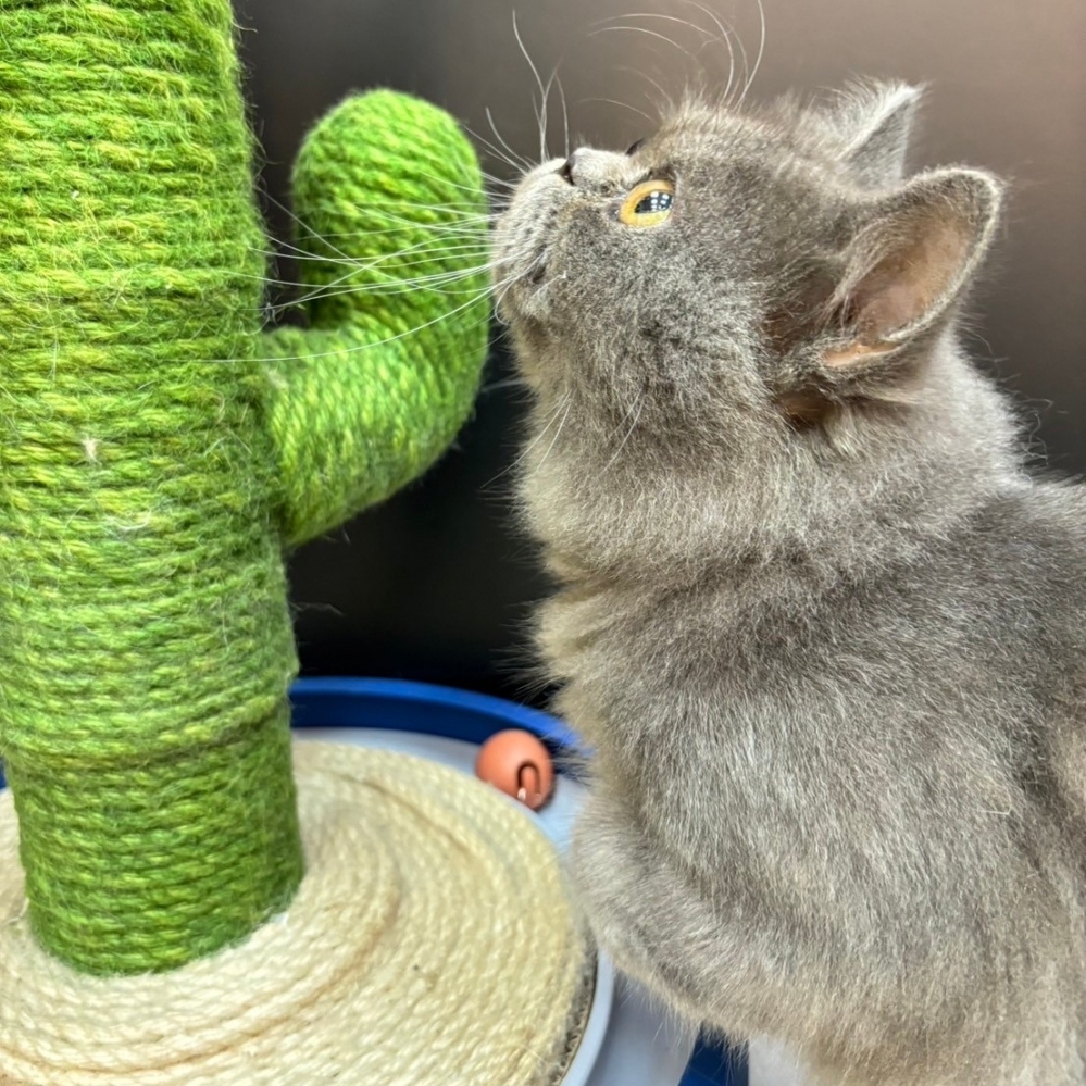 【已售出】英長-藍