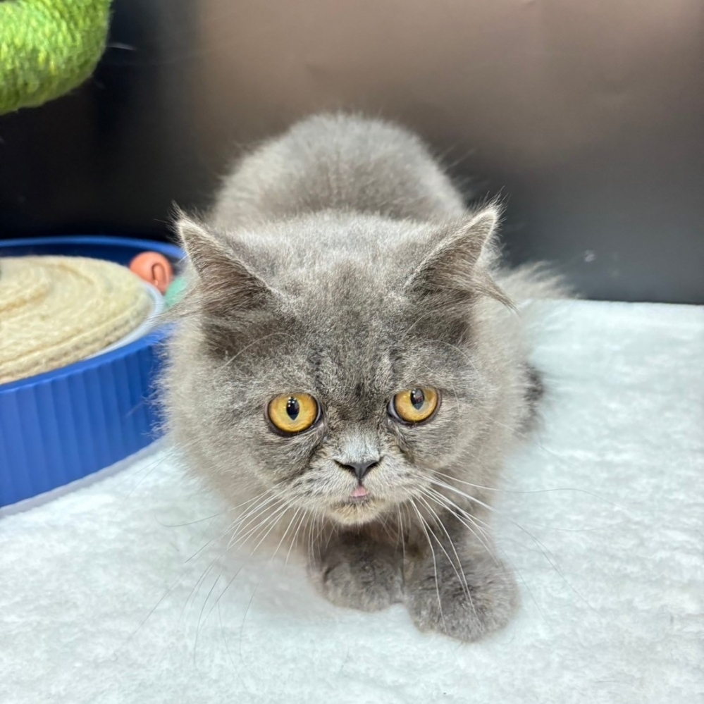 【已售出】英長-藍