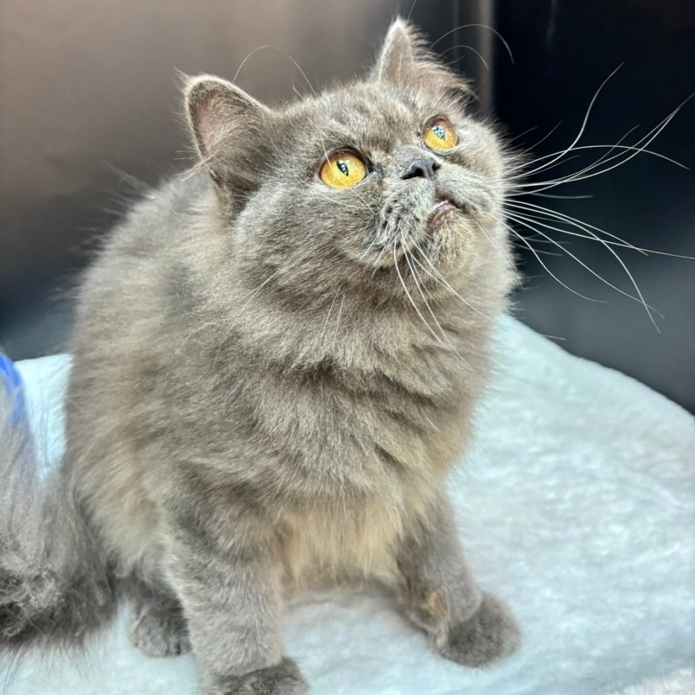 【已售出】英長-藍