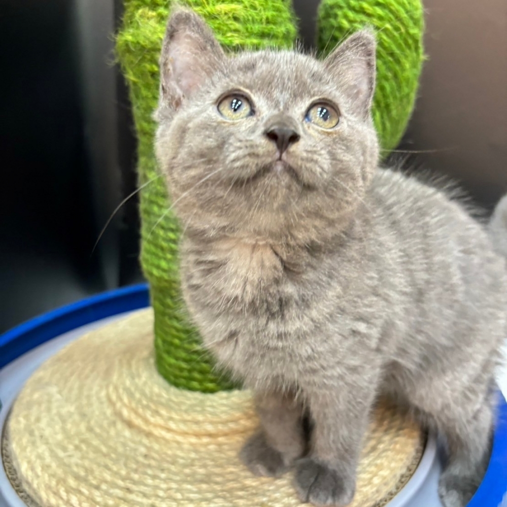 【已售出】英短-藍色