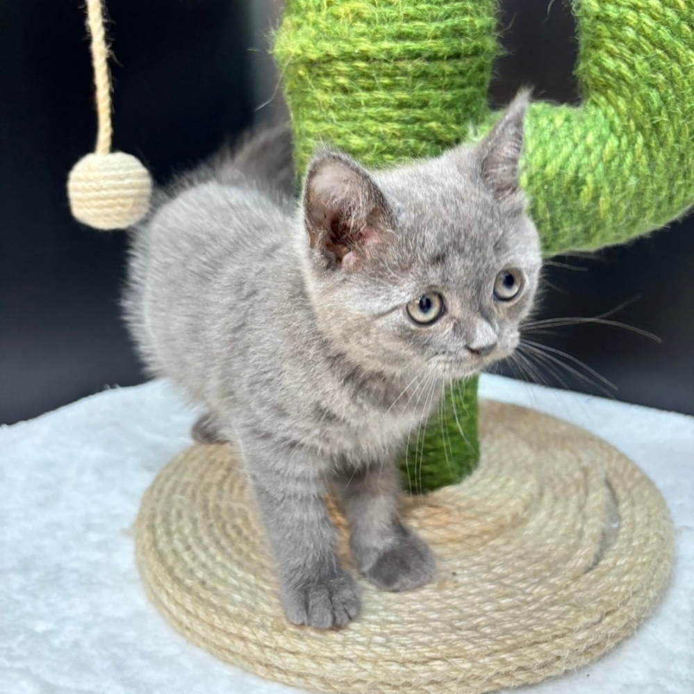 【已售出】英短-藍色