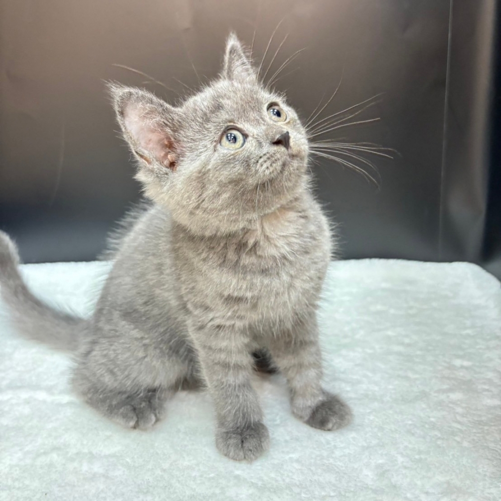 【已售出】英短-藍色