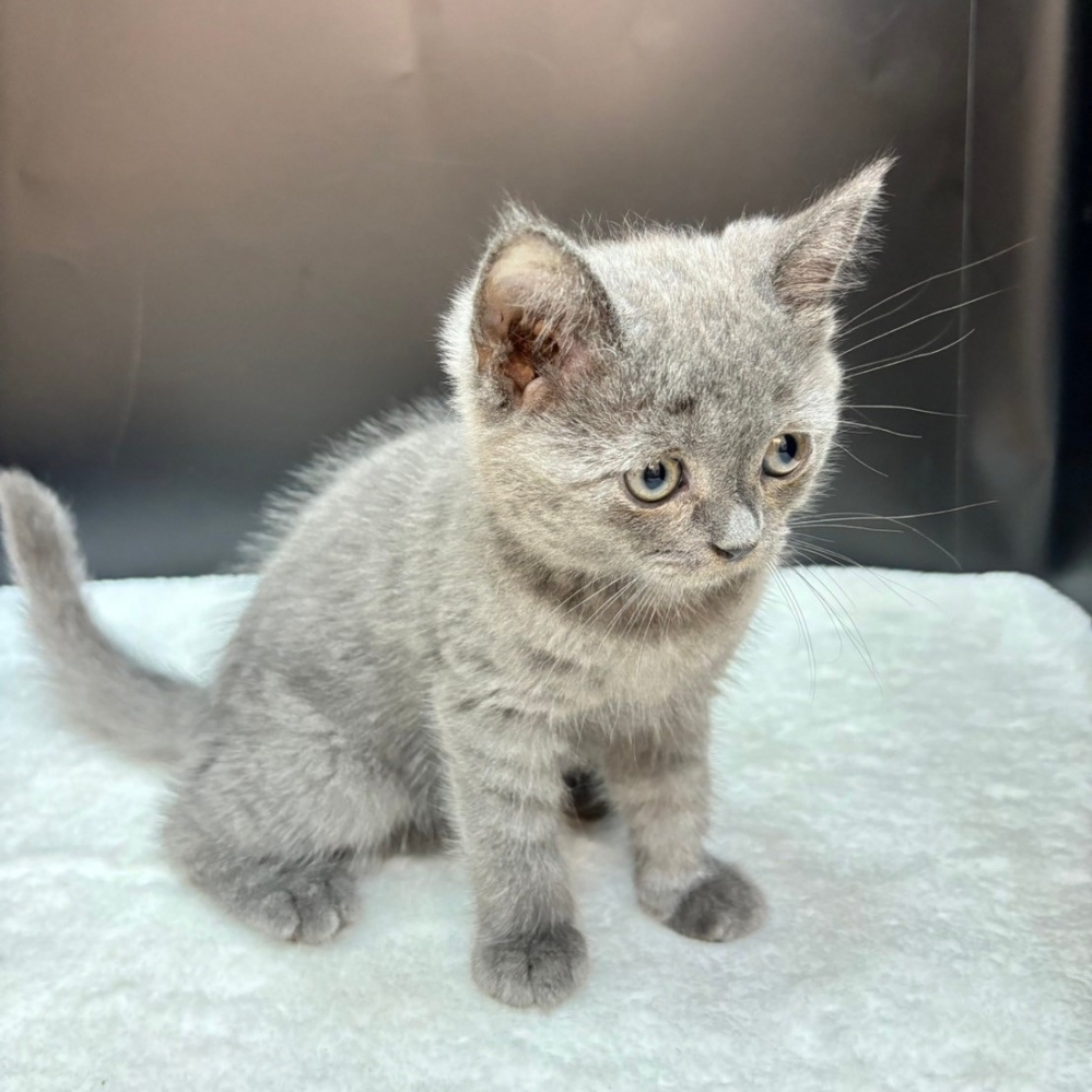 【已售出】英短-藍色