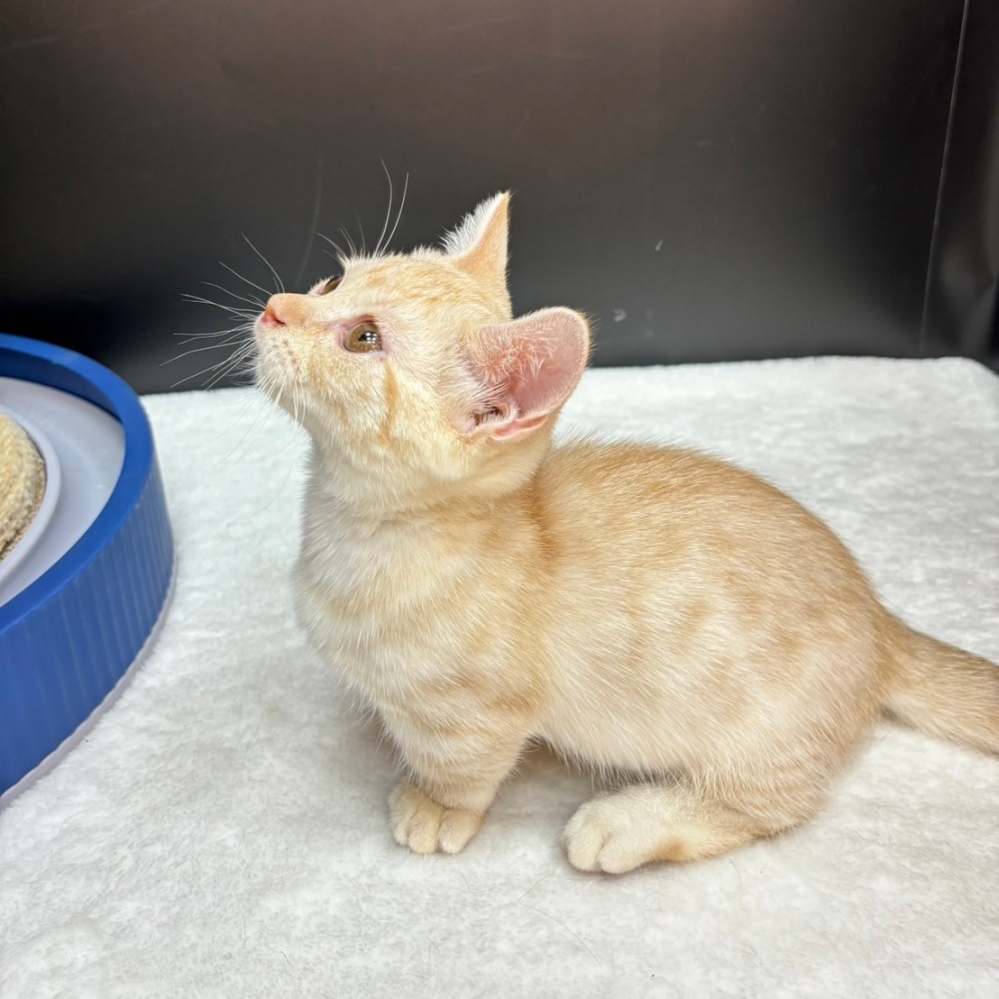 【已售出】曼赤肯-奶油