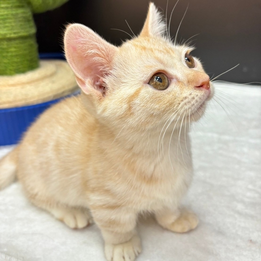 【已售出】曼赤肯-奶油