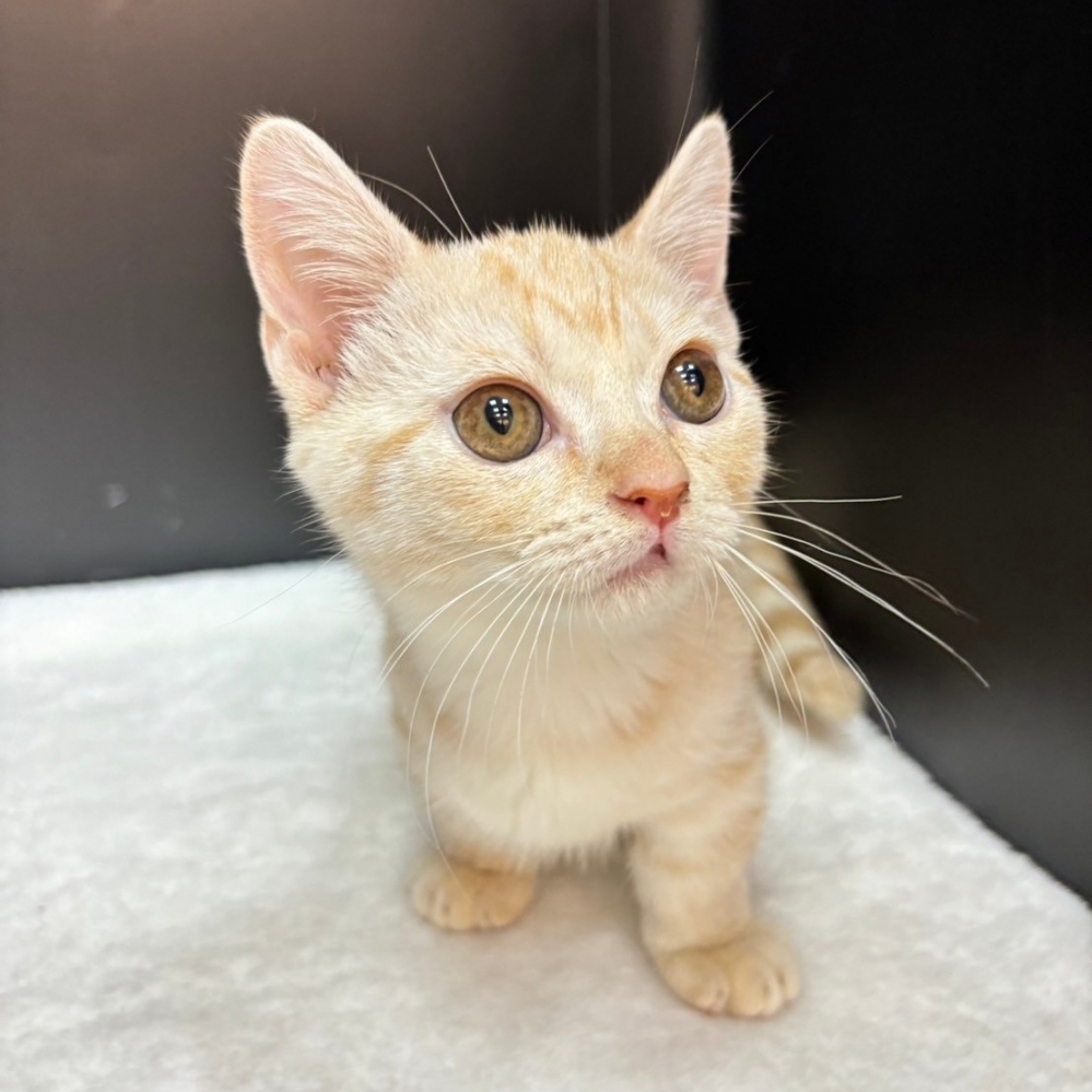 【已售出】曼赤肯-奶油