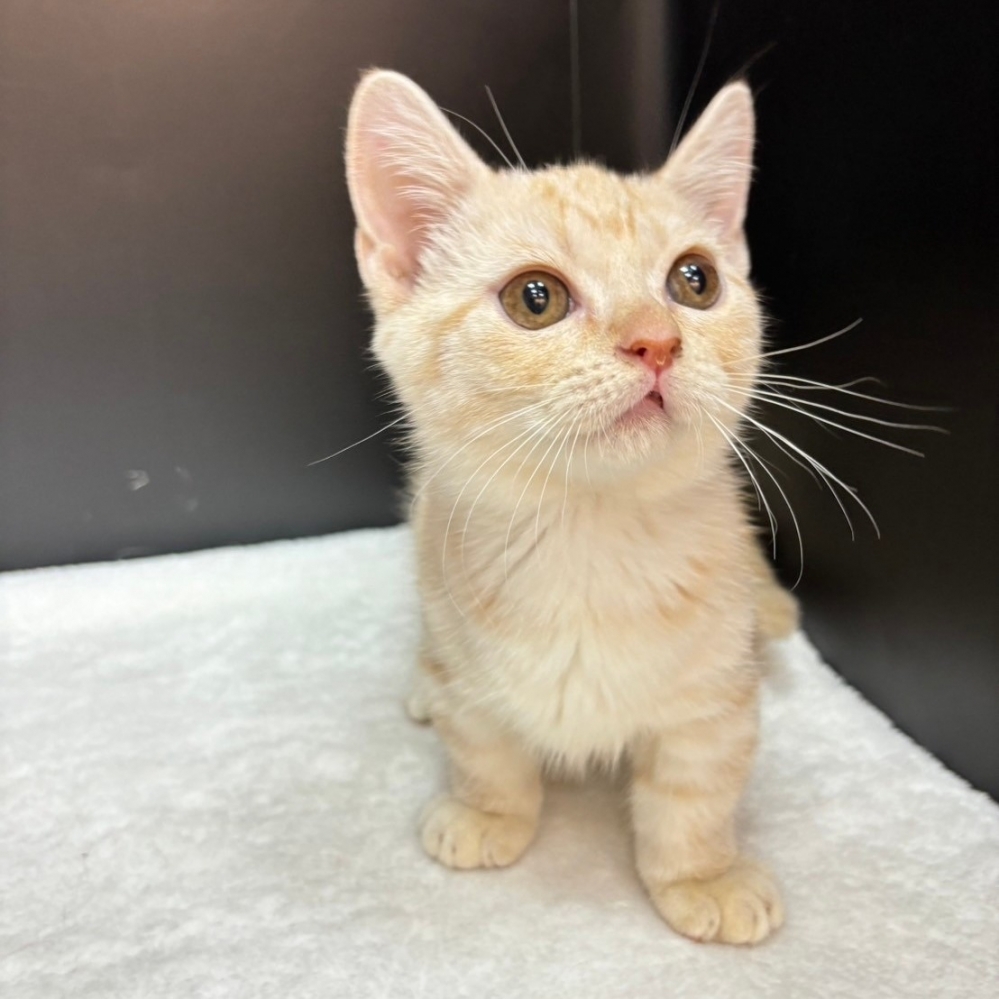 【已售出】曼赤肯-奶油