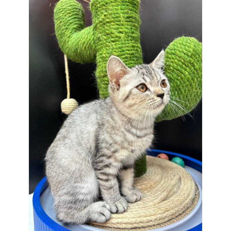 【已售出】英短