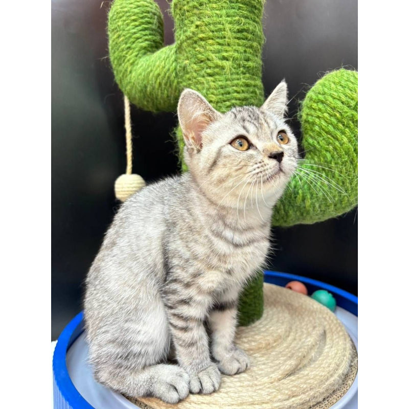 【已售出】英短