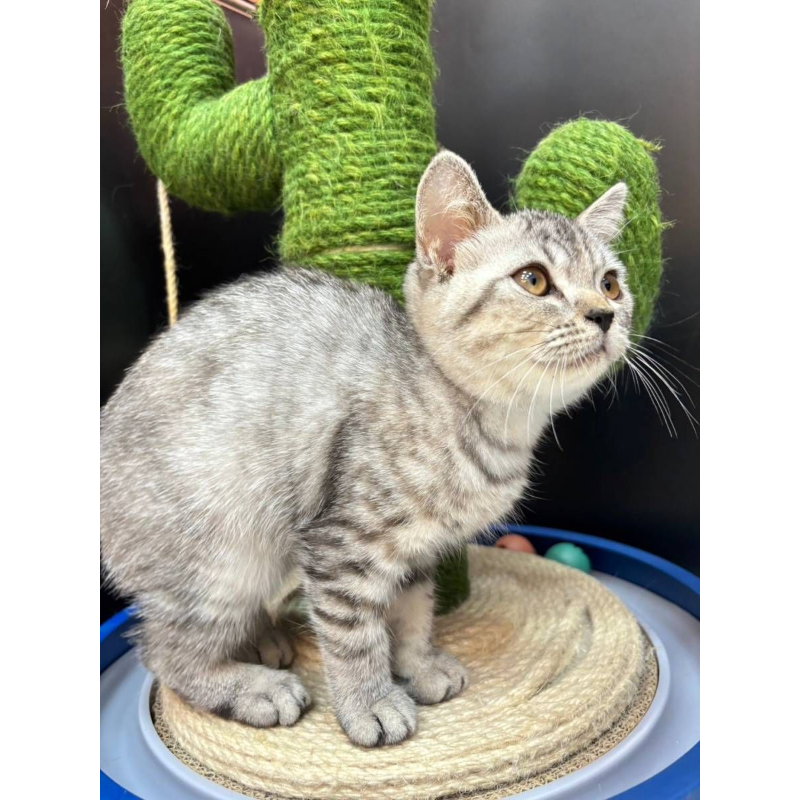 【已售出】英短