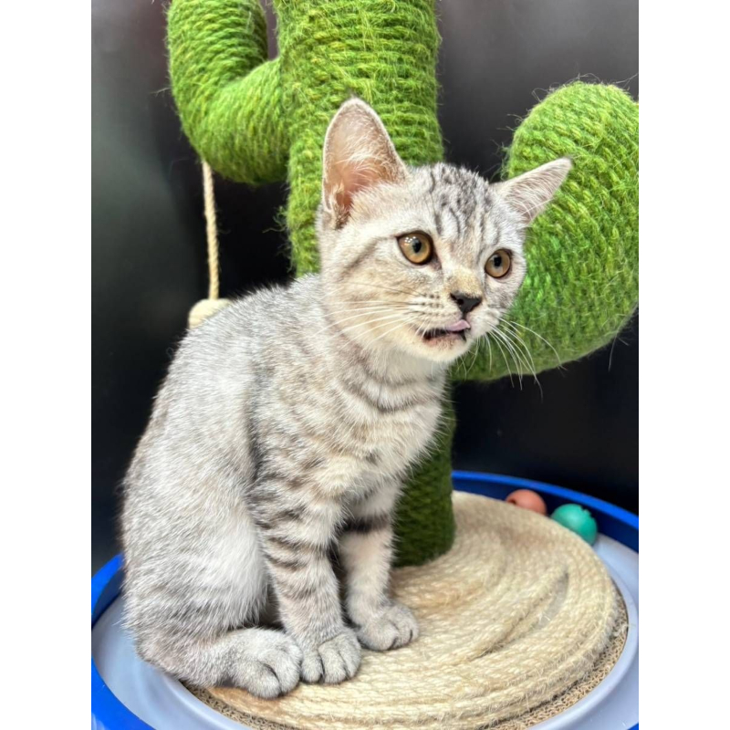 【已售出】英短