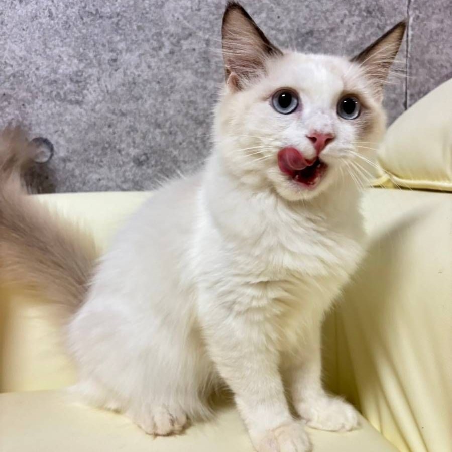 【已售出】布偶