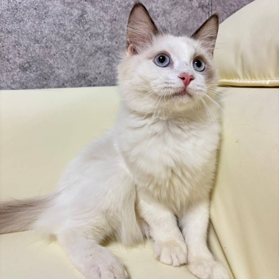 【已售出】布偶