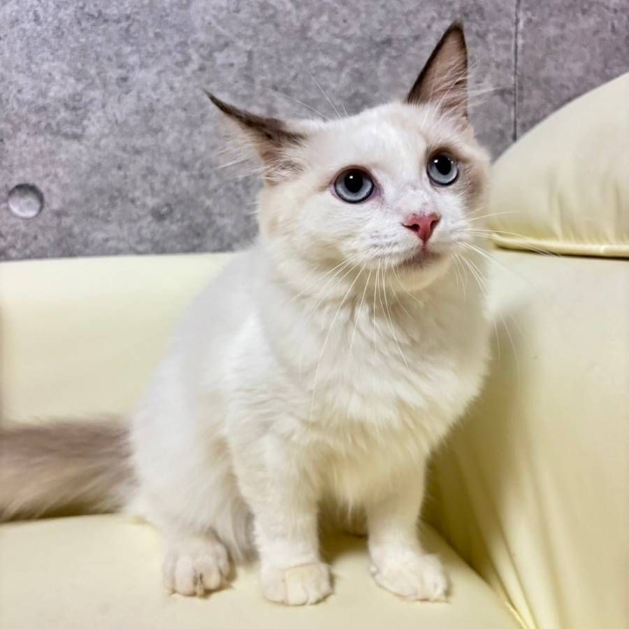 【已售出】布偶