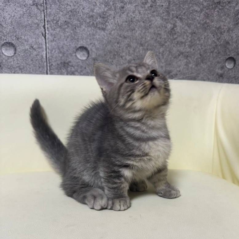 【已售出】曼赤肯-藍虎斑