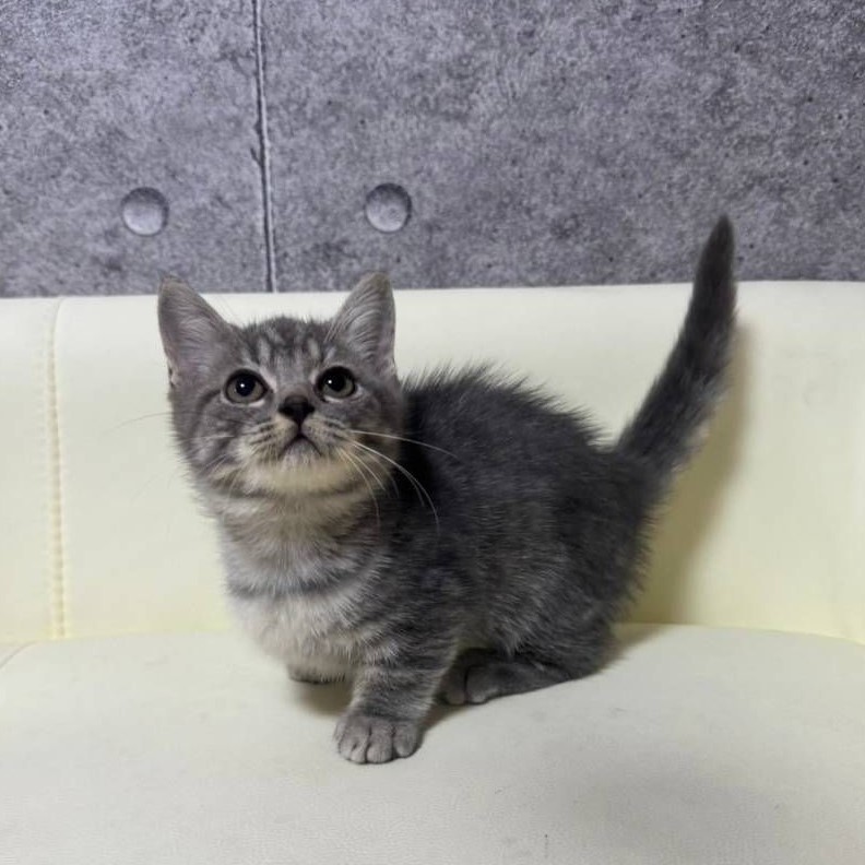 【已售出】曼赤肯-藍虎斑