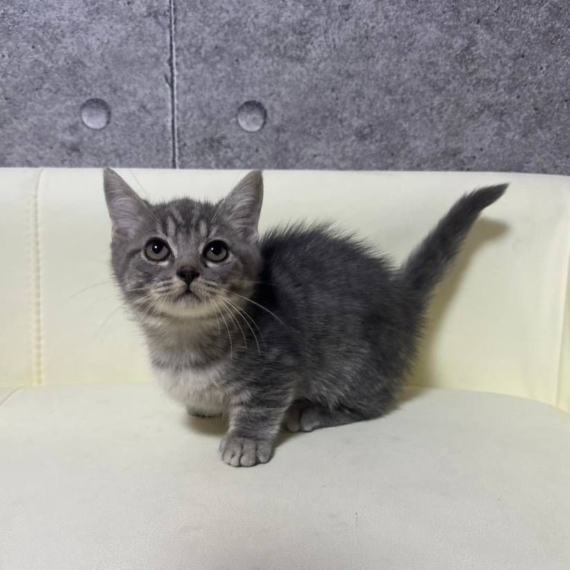 【已售出】曼赤肯-藍虎斑