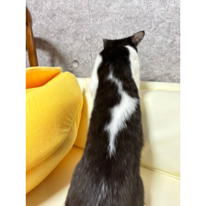 【已售出】英短-黑白