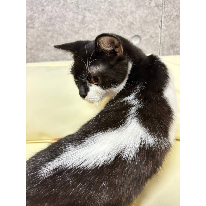 【已售出】英短-黑白