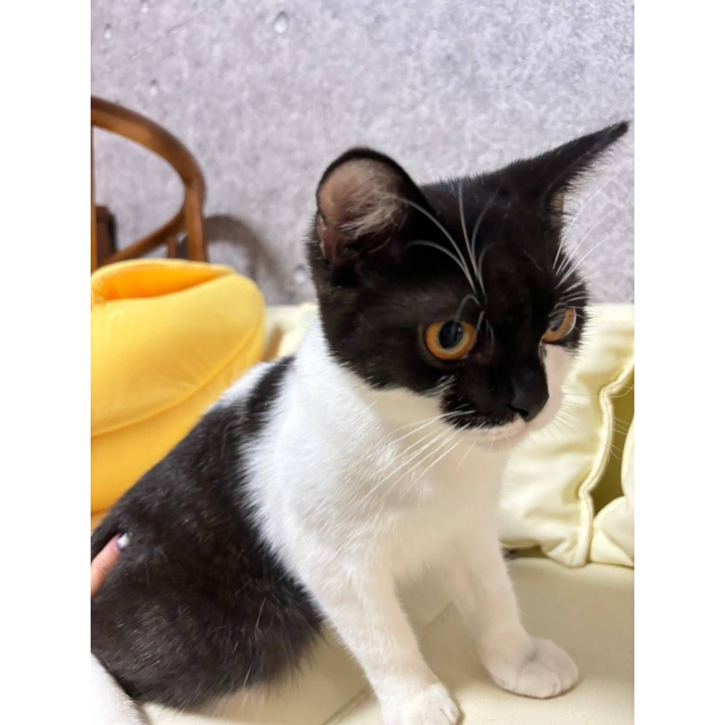 【已售出】英短-黑白