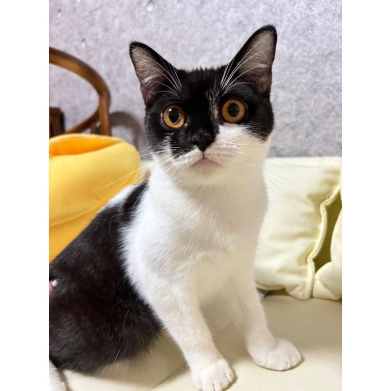 【已售出】英短-黑白