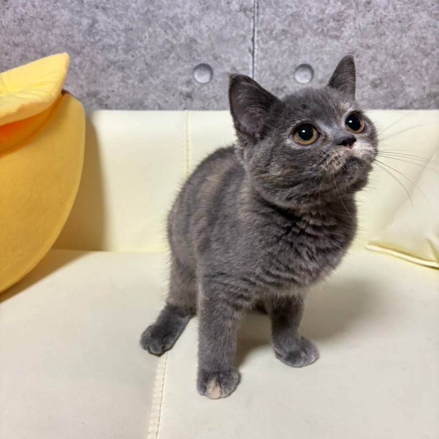 【已售出】英短-藍奶小鬍子